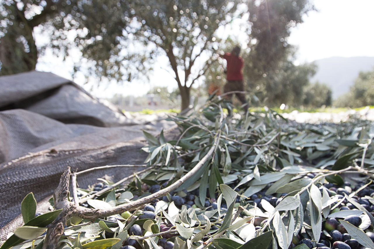 elies-aggeli-atalanti-elaionas-5