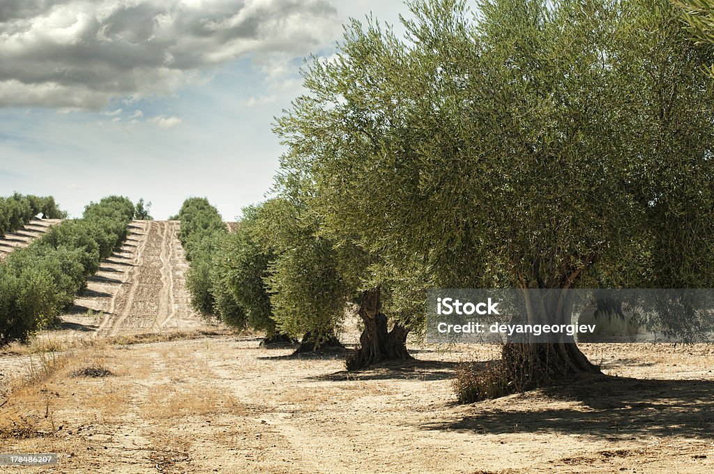 Olive trees in a row. Plantation and cloudy sky
