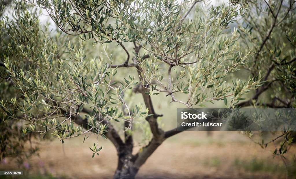 photograph of an olive tree in nature